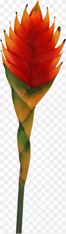 �����л�����ֲ�ﾥ����ֲ��-�＾-��-������