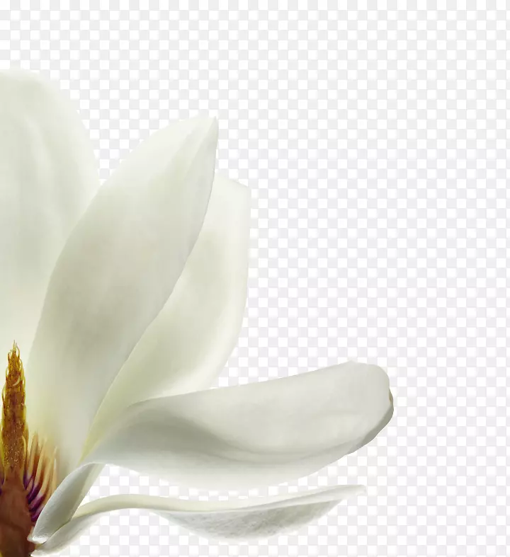 ����������������ֲ��ľ��-����-������