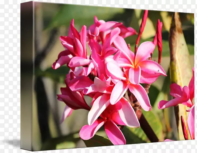 ����ۺ�ɫm����rtv�ۺ�ɫ����ֲ��-�ȴ��ۺ�ɫ-������