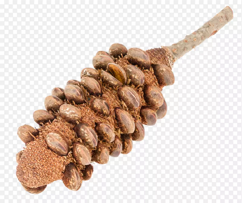 ���޴�Ҷ�����(Banksia Grandis Banksia Sphaercarpa Strobilus)ľ�ļӹ�-��ʡ����ѧԺ-������