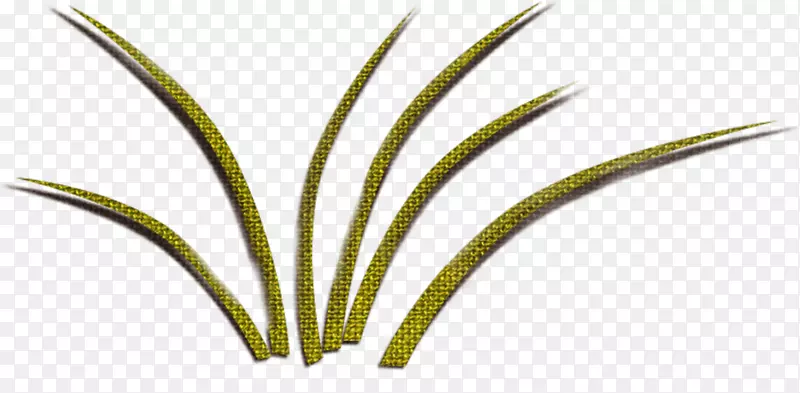 Ҷ��ֲ�ﾥ�̲�-������