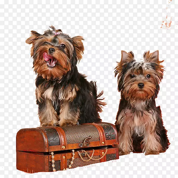 Լ�˿���Ȯ�Ĵ�����˿ë��Ȯ��ȮƷ��-С��-������