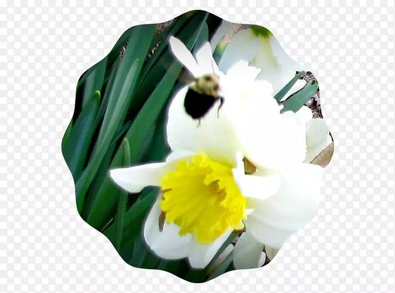 ����ֲ��-������