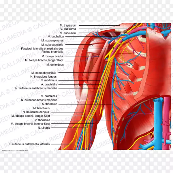 ������ϵͳ�ֱ۵ļ粿������-������