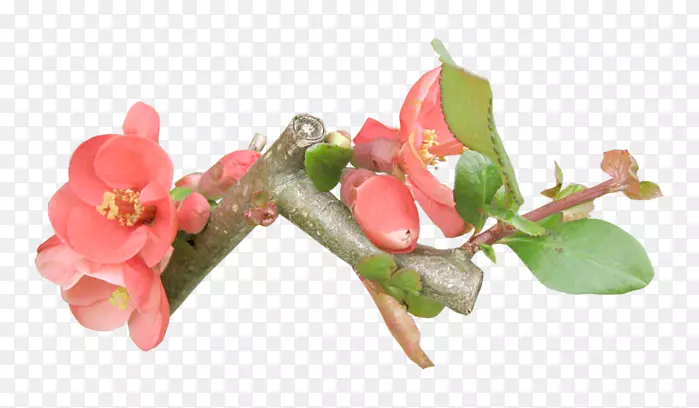 �����֦Ҷ-������