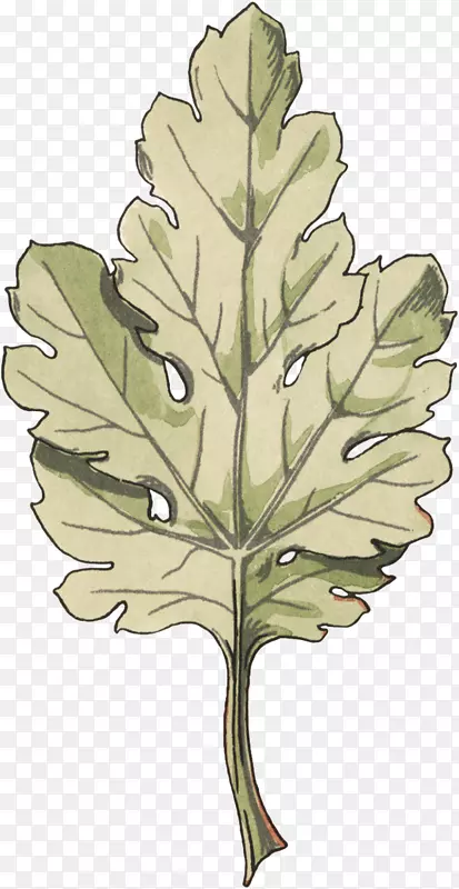 Ҷֲ�ﾥ����ֲ���֦Ҷ-������