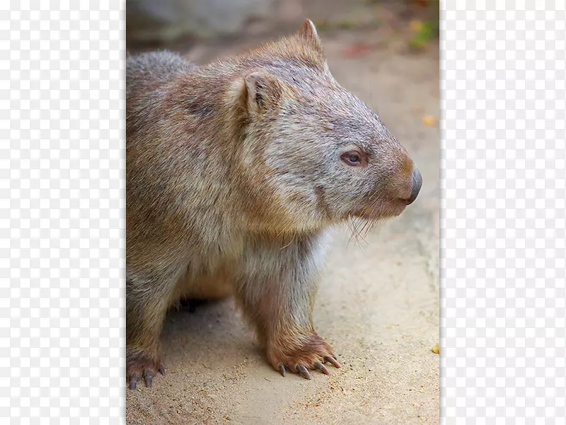 �Ĵ����Ǵ�������Ƭ����Ʊ���ʾ�-�Ĵ�����-������