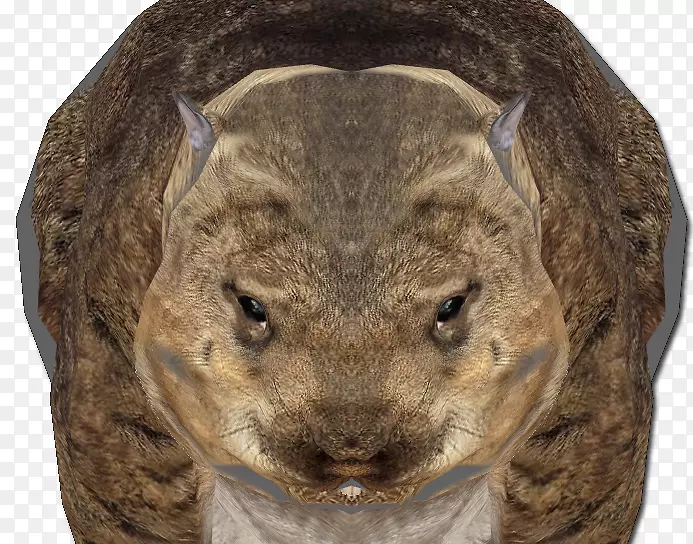 �������ݶ���ëƤ½���������-����-������