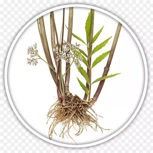 ���Ӳ�ֲ��-������