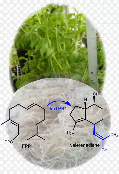 Ҷ�˲ݿ�-�Ӳ�-������