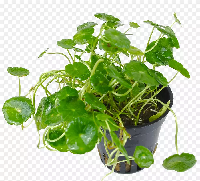 ���̲��˻���Ҷ���ȴ�ֲ��-������