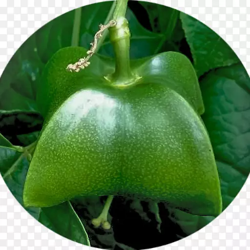 Miraflres��Boyac��plukenetia volbilis vera����-Sacha inchi-������