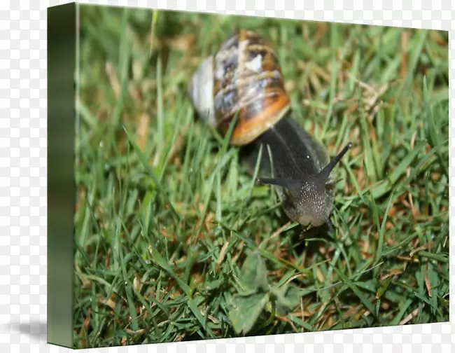 ��ţ-������