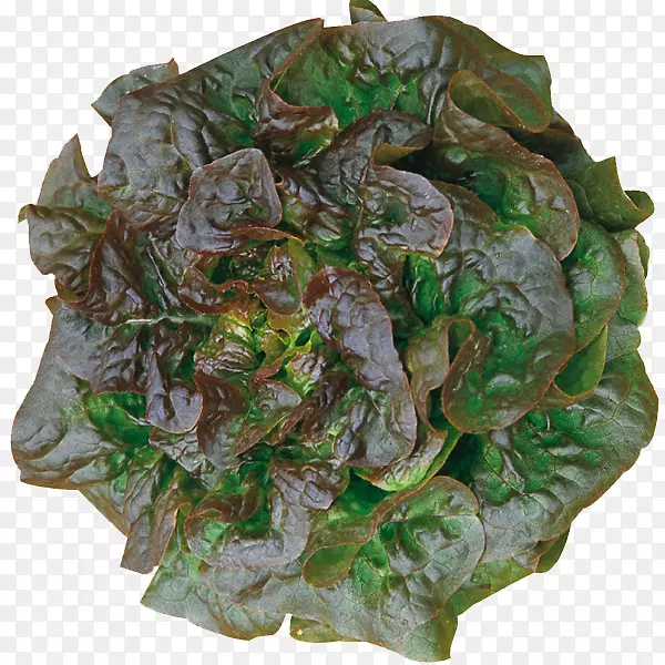 Ҷ�߲����������л�ʳƷ�߲�-������