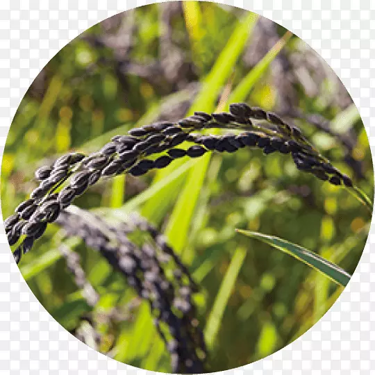 ��Ʒ޹�²�-������