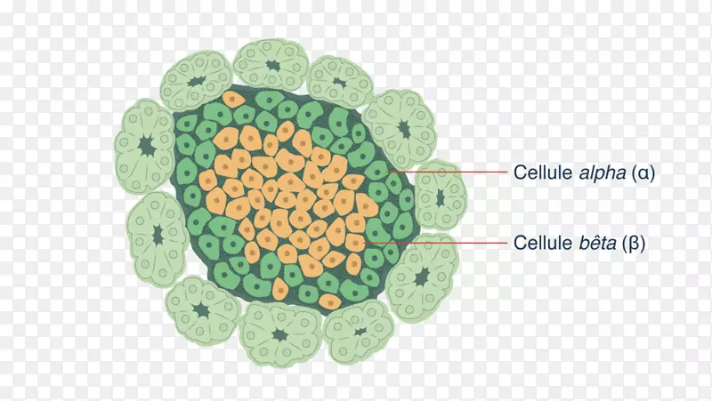 ���л�Ȧ-������