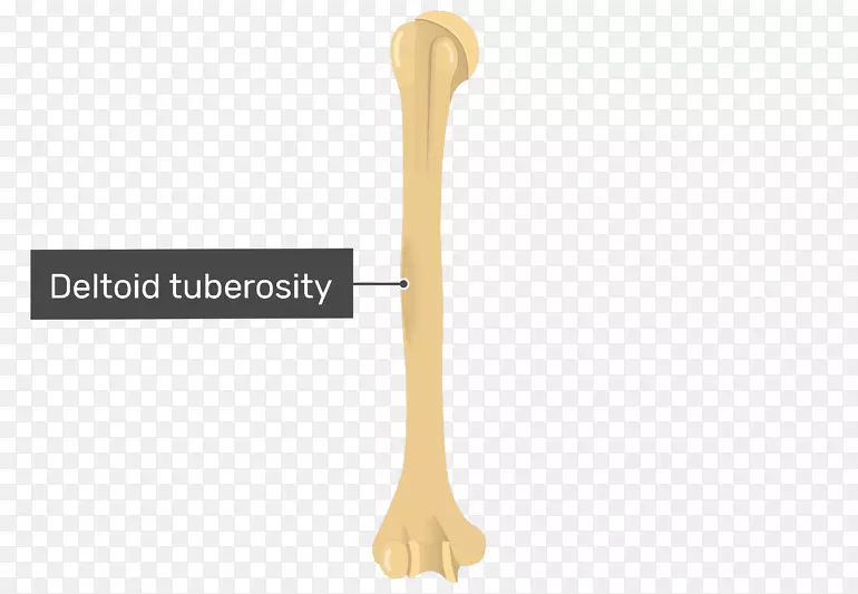 �׳�-������