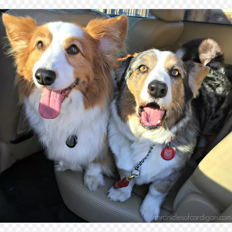 ��ë������ʿ�Ƽ������޿�����ʿ����Ȯ�Ĵ���������ȮӢ������Ȯ-������