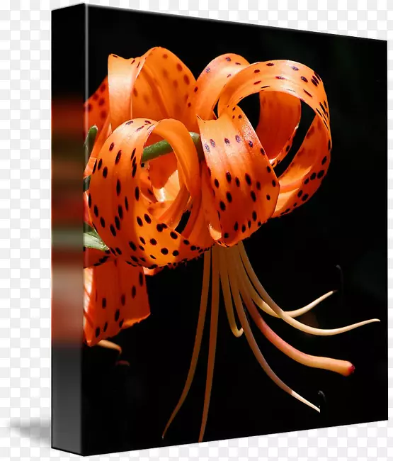 ������Ӱ-���ٺ�-������