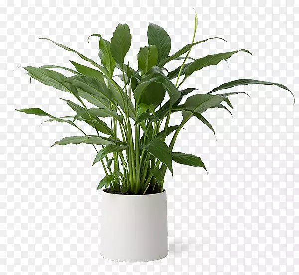 Ҷ������ֲ���ֲ�ﾥҶ-������