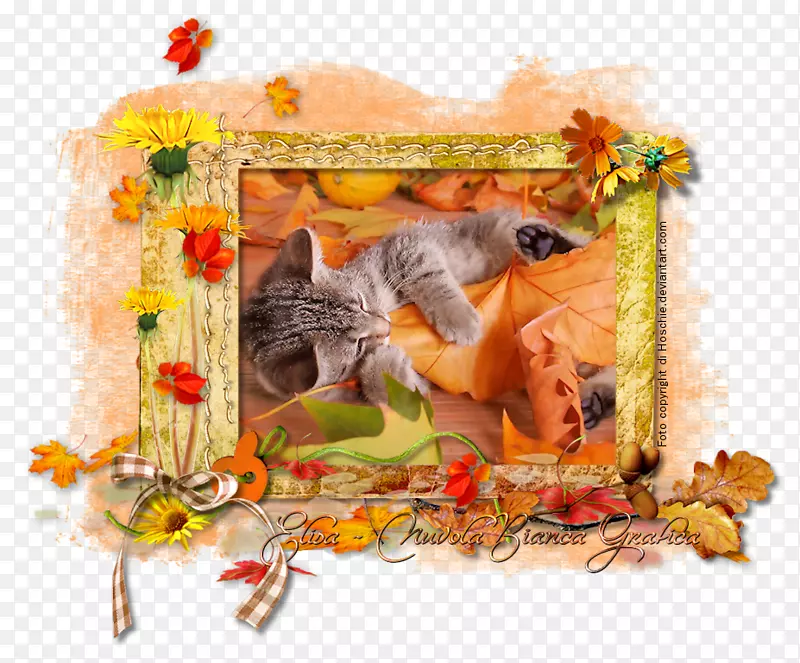 �����ֽ������ʾ��Сè�＾����-Сè-������