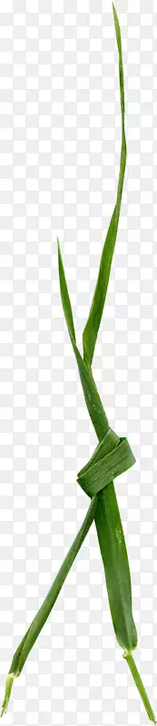 Ҷ��ֲ�ﾥ������۲�«����Ҷ����-������