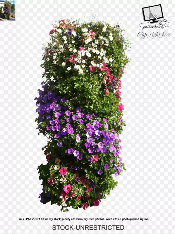 �������õ�廨��ľõ��-������