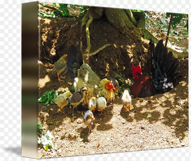 ����-��-������