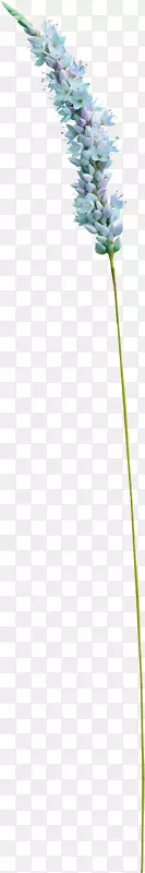 �ݡ�����ֲ����ǡ�޹�²�-������è��-������