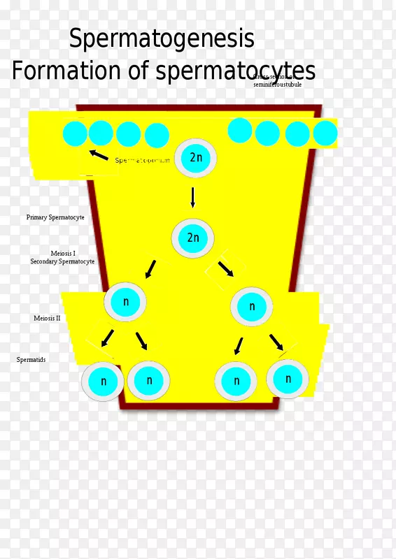 �ߵ��������-������