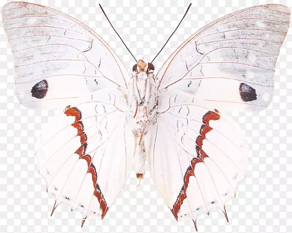 �Ҳ�ˢ�������Գƺ���-������