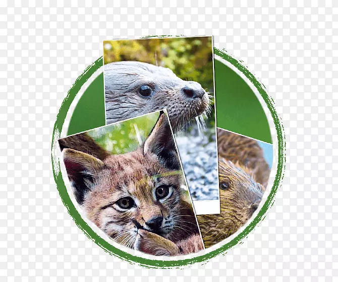 ����è���Ӷ���Ұ������è-������