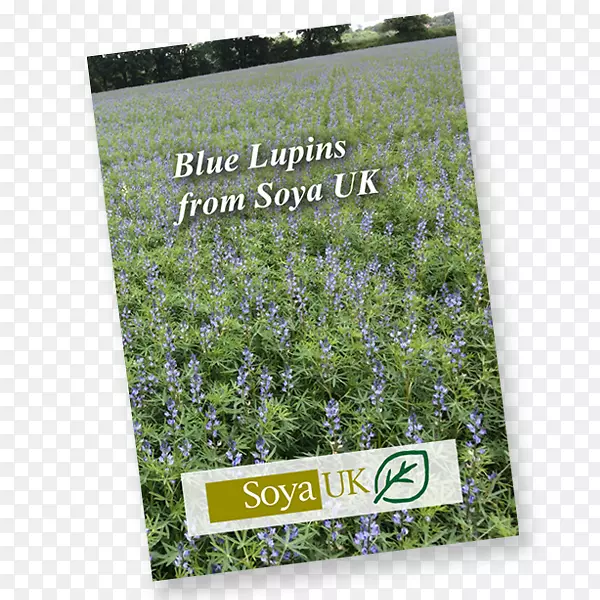 �ݱ���ľ޹�²���-������