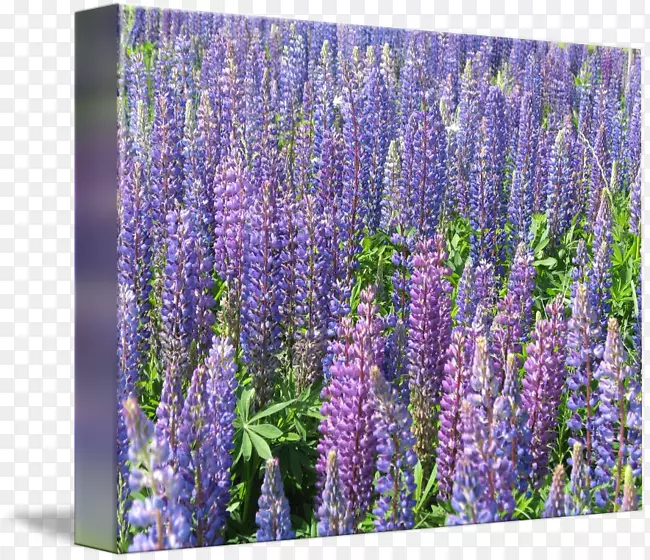 Ӣ��޹�²�-������