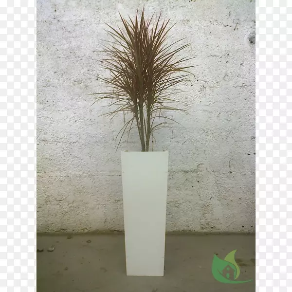 �̱��ƻ�ƿ-������