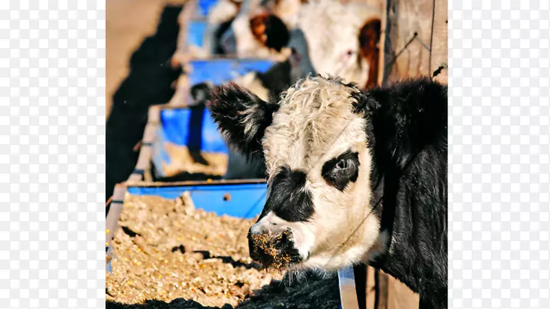 ��������ë����-�Ӳ��ﰣ������˹-������