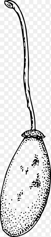 Baobabˮ��������-boabab-������