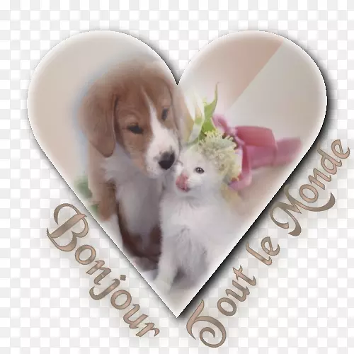 С�����ȸ��鹷Ʒ��-С��-������