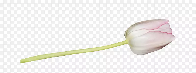 ����ѿֲ�ﾥ�����뿪��ֲ�ﻨ��-������