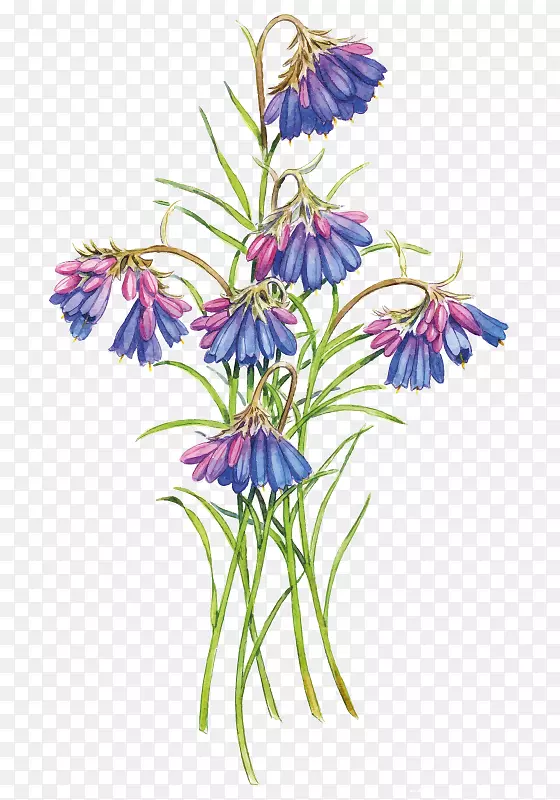 ���հ�������˹ɽ�ⶹ�ݱ�ֲ��-������