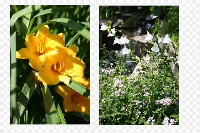 ��ľ����ľ������ֲ�Ұ����-������