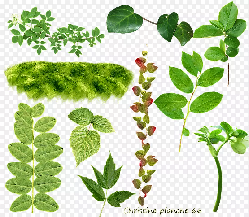 Ҷ����ֲ�ﾥ��-������