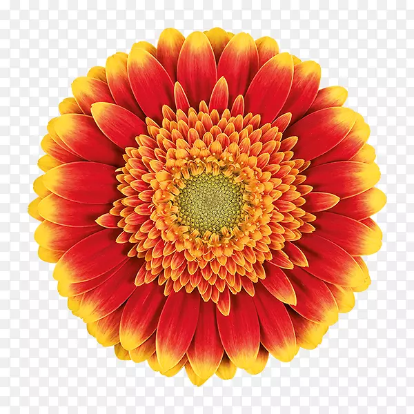 �ջ��л��տƾջ�-������