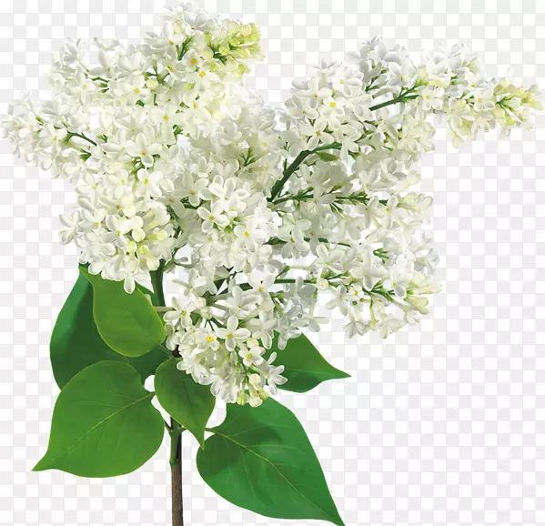 ��ͨ����-��ɫ����-������