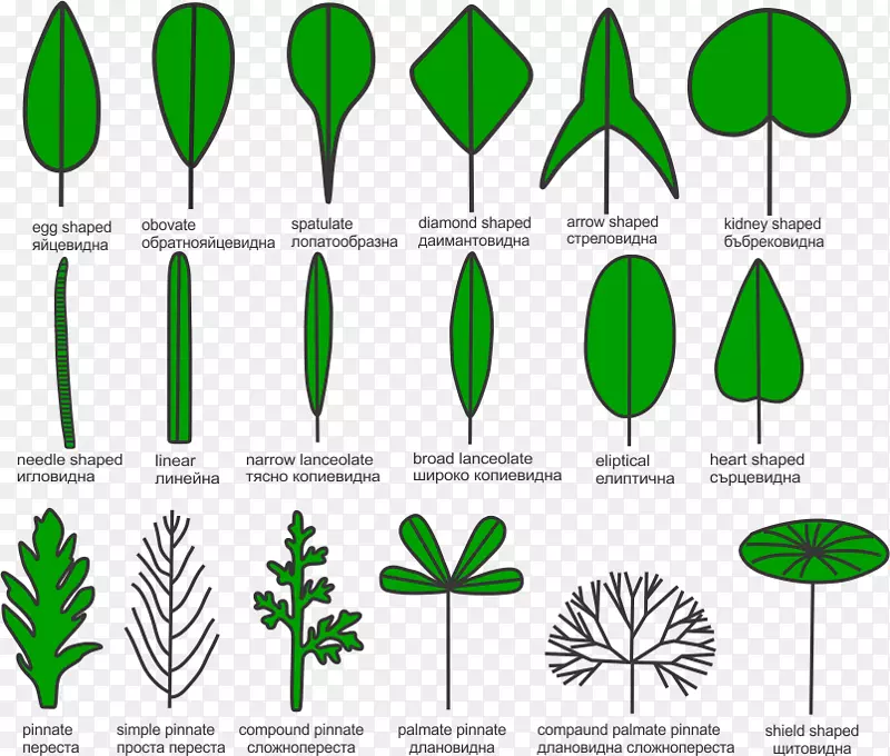 Ҷֲ�ﾥ��ˮ��ֲ��Ҷ-������