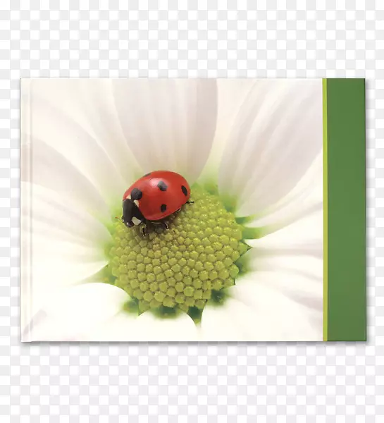 ��Ů��-������