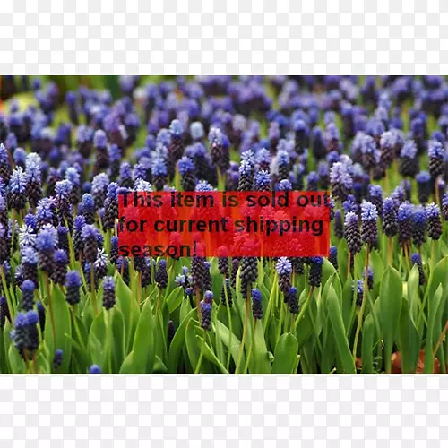 Ӣ��޹�²����ѷ������۾�ֲ��-������