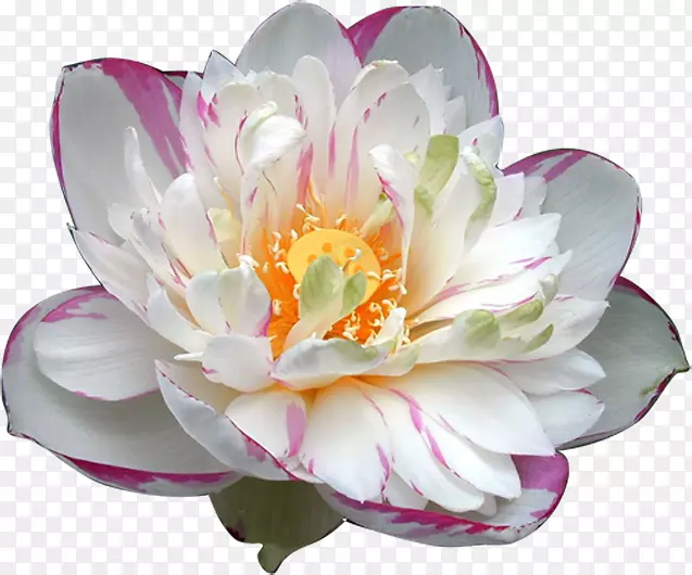 ������������������ˮ��ֲ��-ͯ���е�ħ����-������