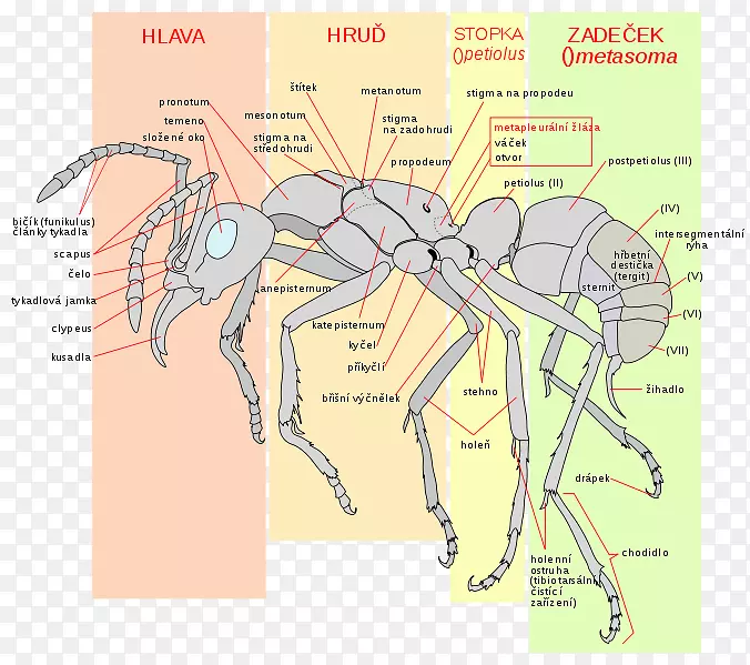 ���ϻ�����Ĥ��-������