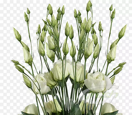 ��������л�����ֲ�ﾥ����-������